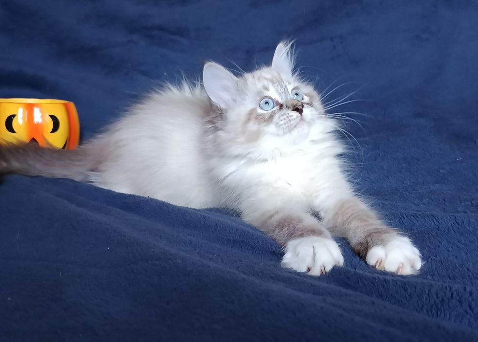 Koty Syberyjskie Neva Masquerade - LORD  ZKolakowegoDomu*PL