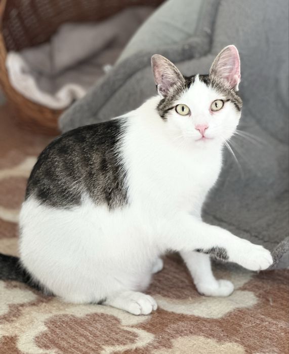 Молодий котик Зайка шукає родину, врятуйте кошеня!