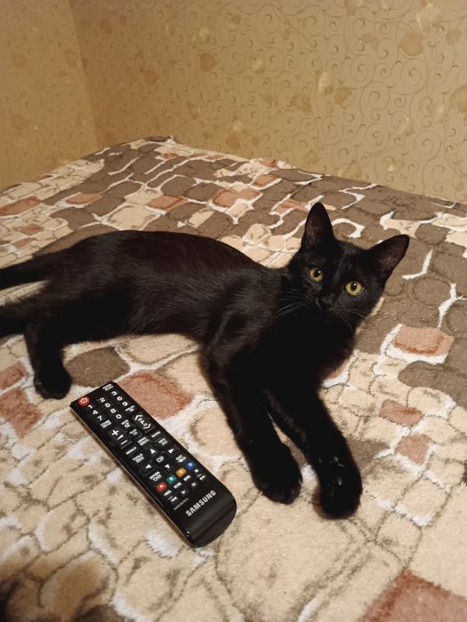 Стерильні котики у ДОБРІ руки, лімітована серія