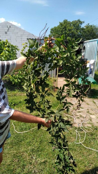 Саджанці ожини 2 сорти в наявності