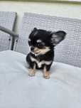 Chihuahua suczka długowłosa do rezerwacji