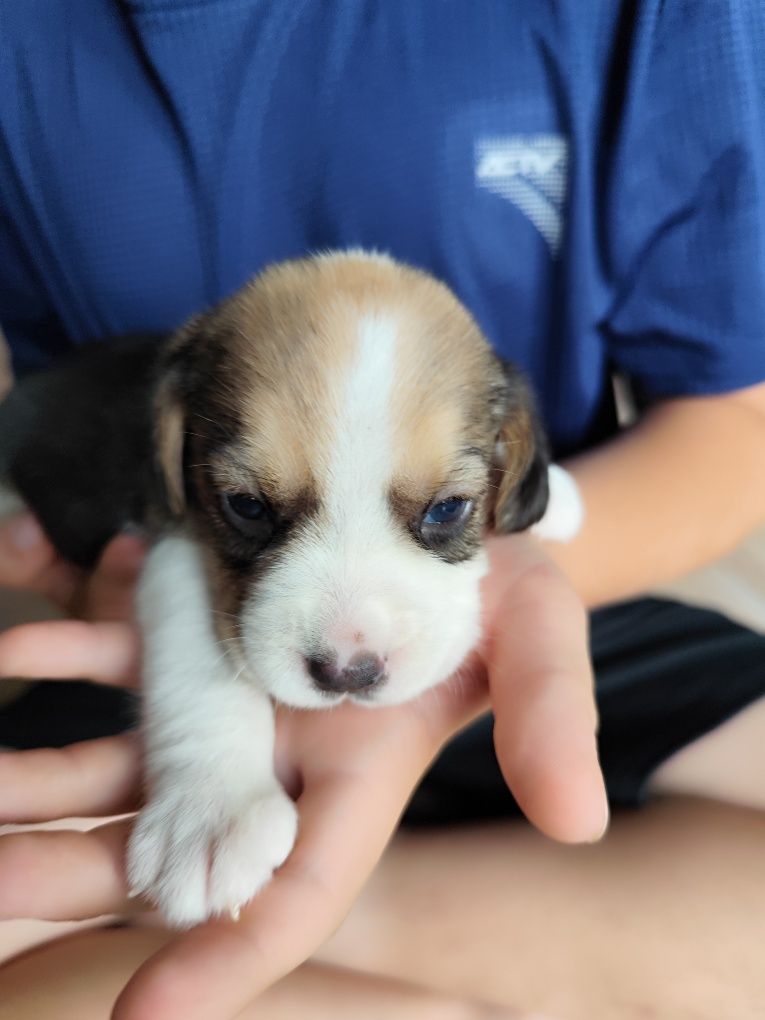 Śliczna suczka Beagle tricolor