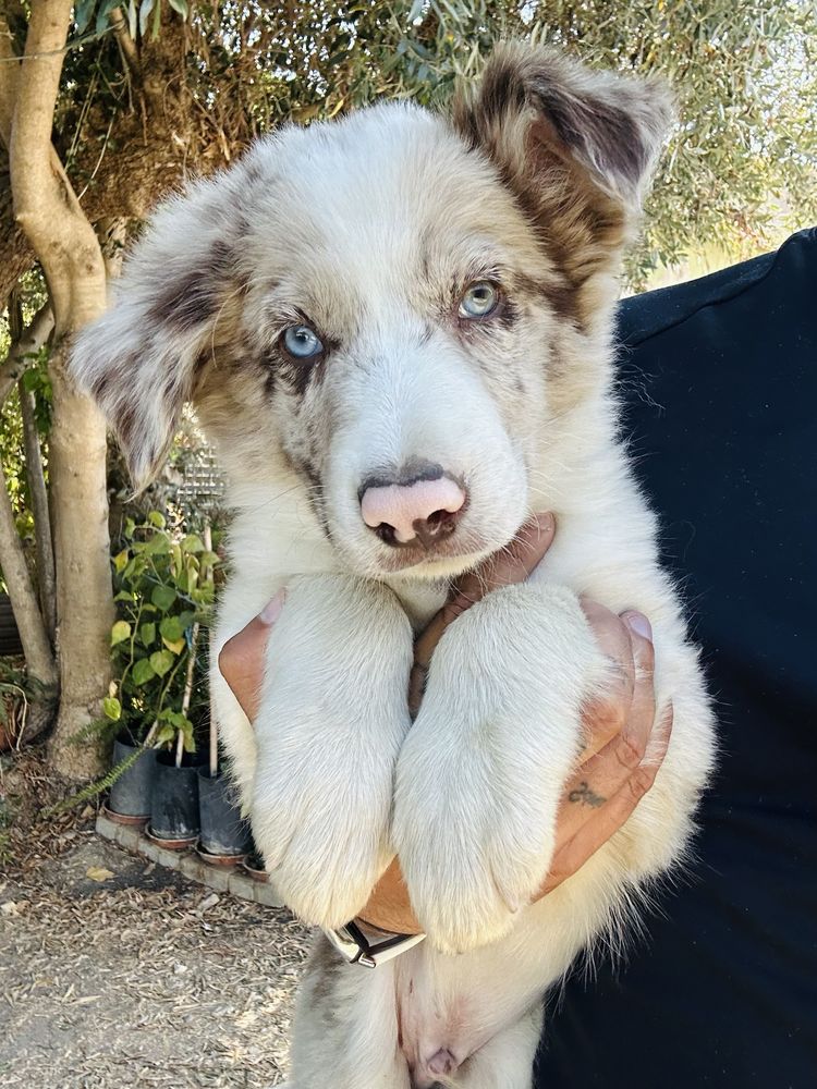 Excelente menino border collie merle olhos claros