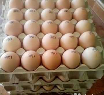 РОСС 708 бройлер инкубационное яйцо
