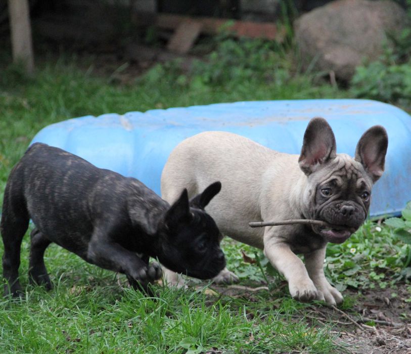 Buldog Francuski  chłopak z genem Fluffy