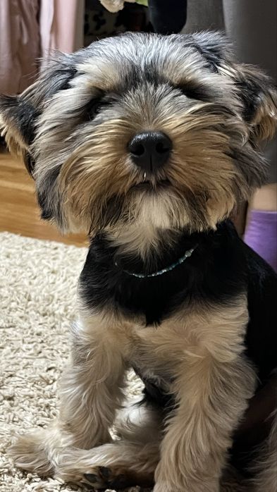 Бісерні прикраси для собак ручної роботи, 20 грн