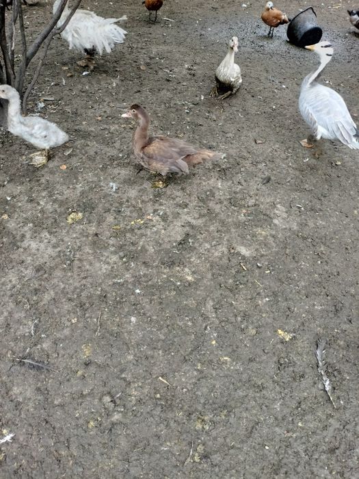 Kaczki drób staropolskie piżmowe  francuskie dworki