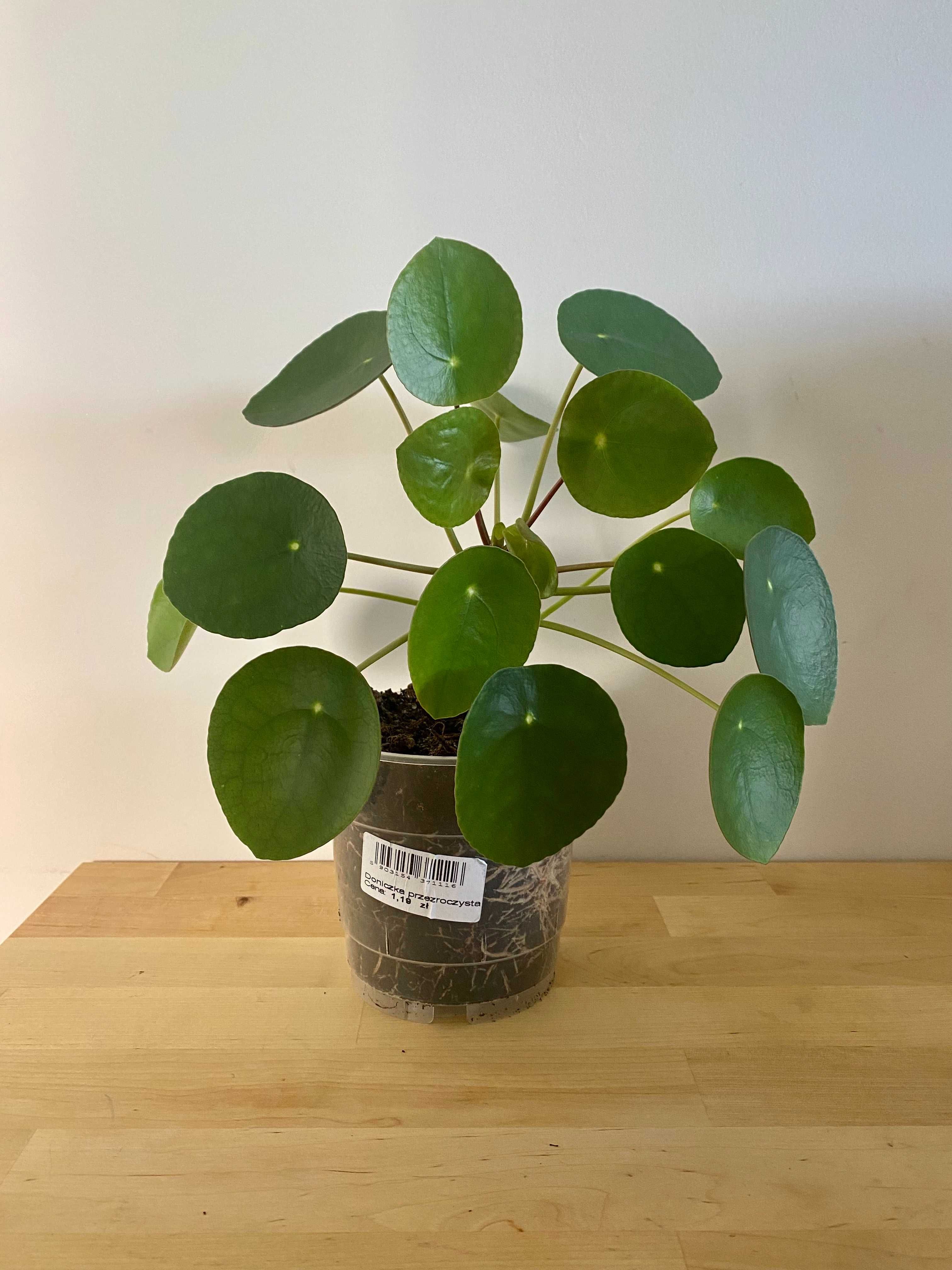 Pilea Pieniążek roślina