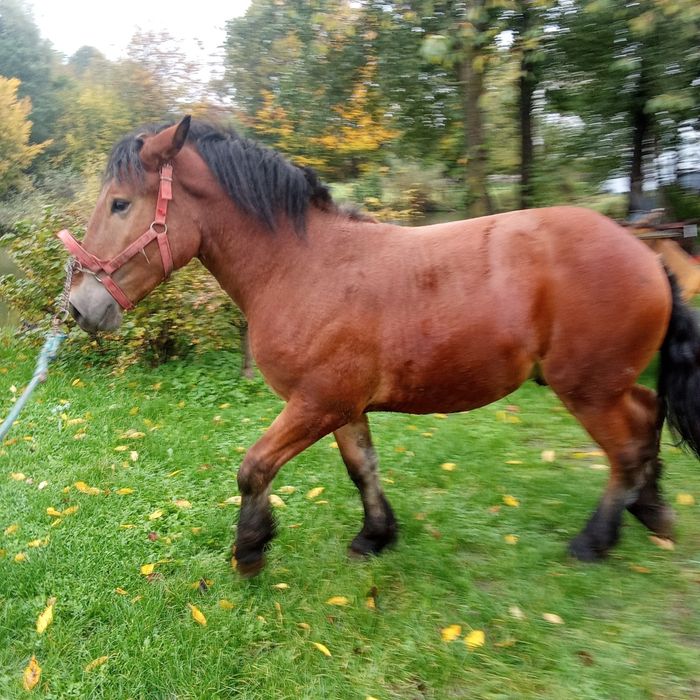 Źrebak zimnokrwisty