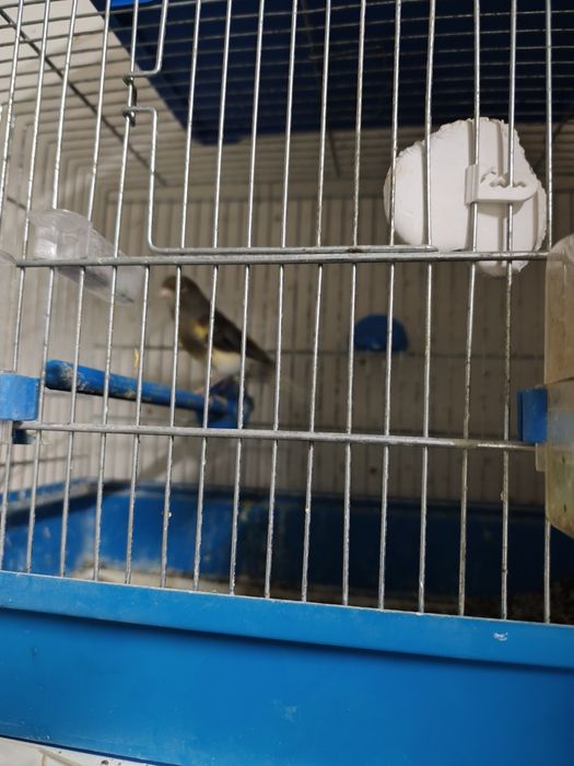 Sprzedam  dwie Samice kanarka