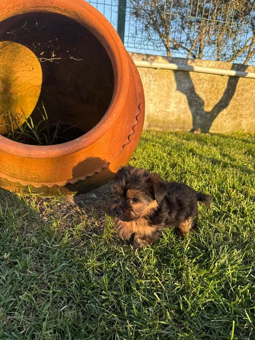 Yorkshire Terrier machinho