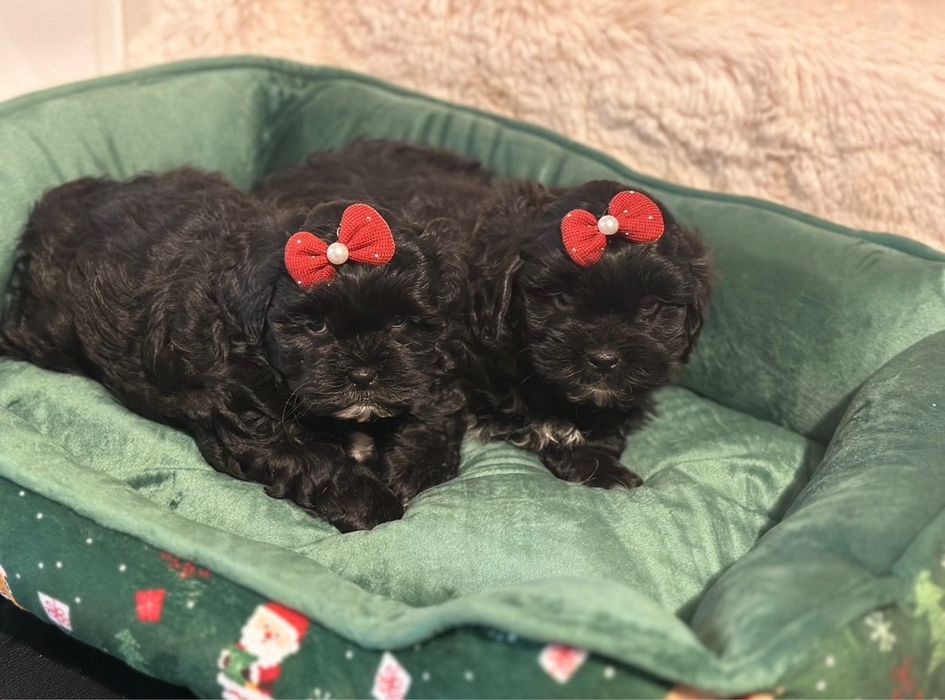 Maltipoo F1 szczeniak z rodowodem