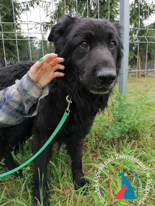 Piesek Doll suzka domu