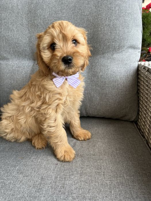Piękny piesek cavapoo gotowy do odbioru