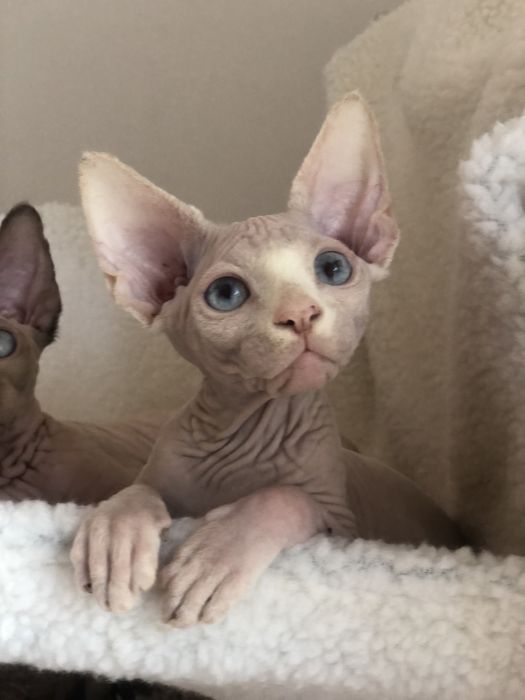 Котенок мальчик канадик