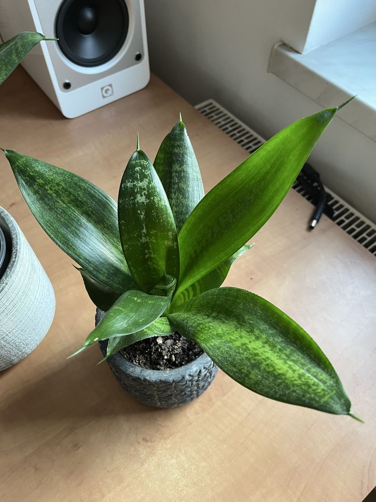 Sansewieria Hahnii około 15cm wysokości