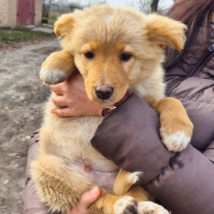 Цуцики в пошуках домівок!