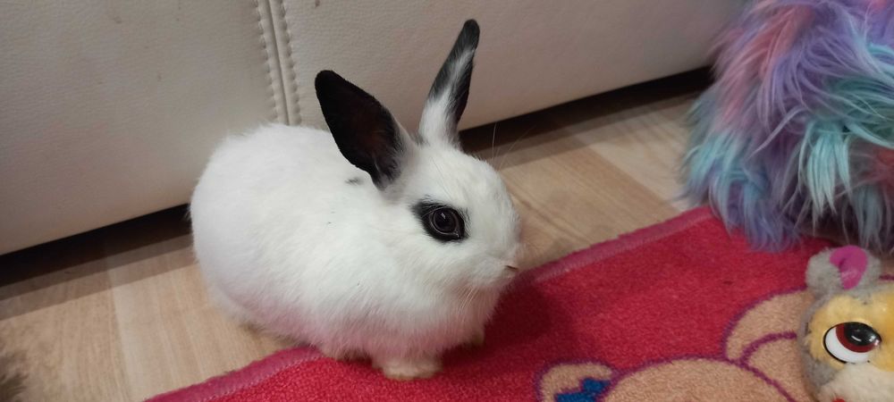 Kroliczek miniaturka