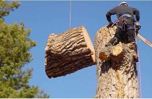 Спил Дереаьев любой сложности