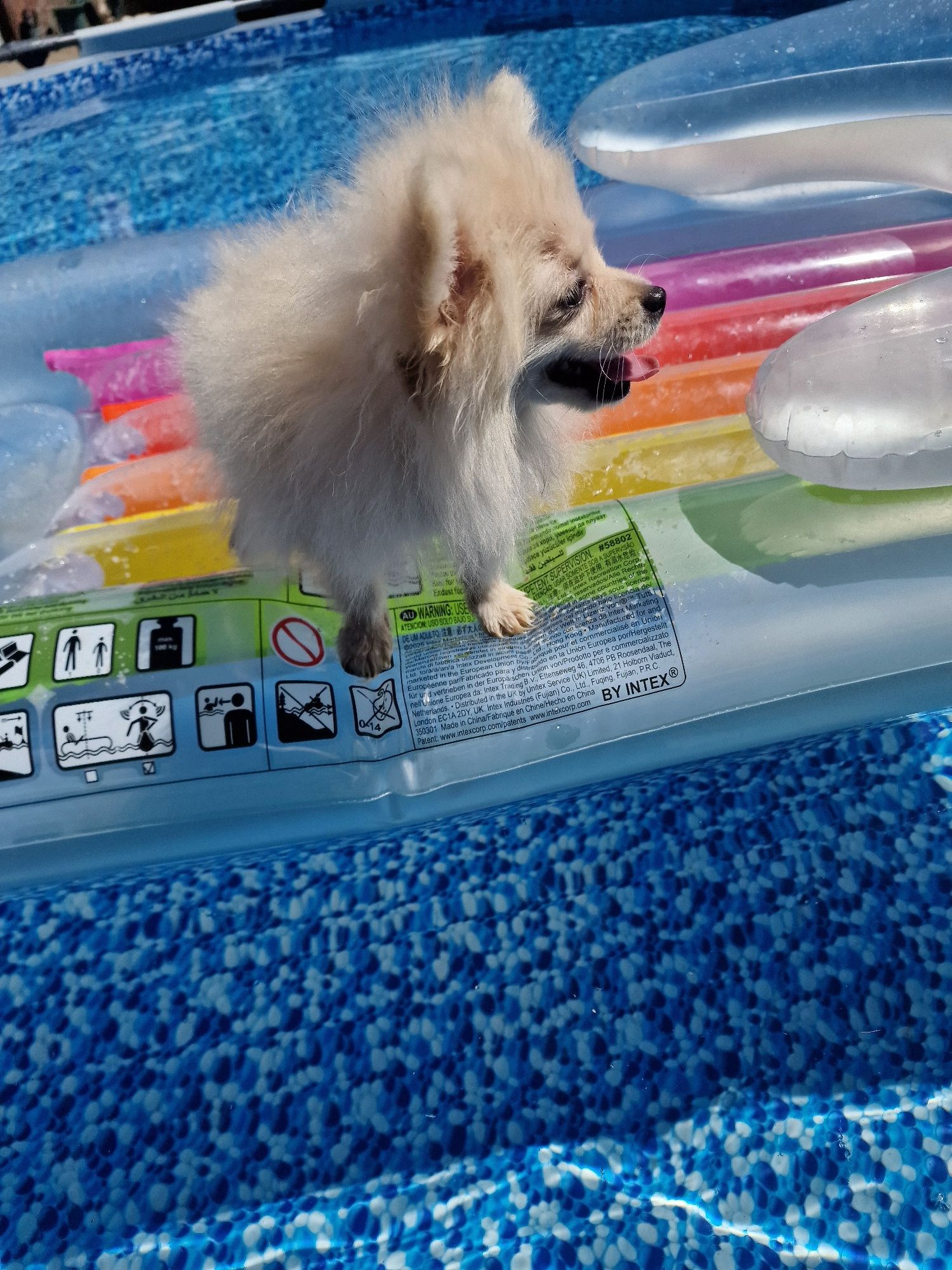 Lulu Pomerânia - Spitz Anão Macho