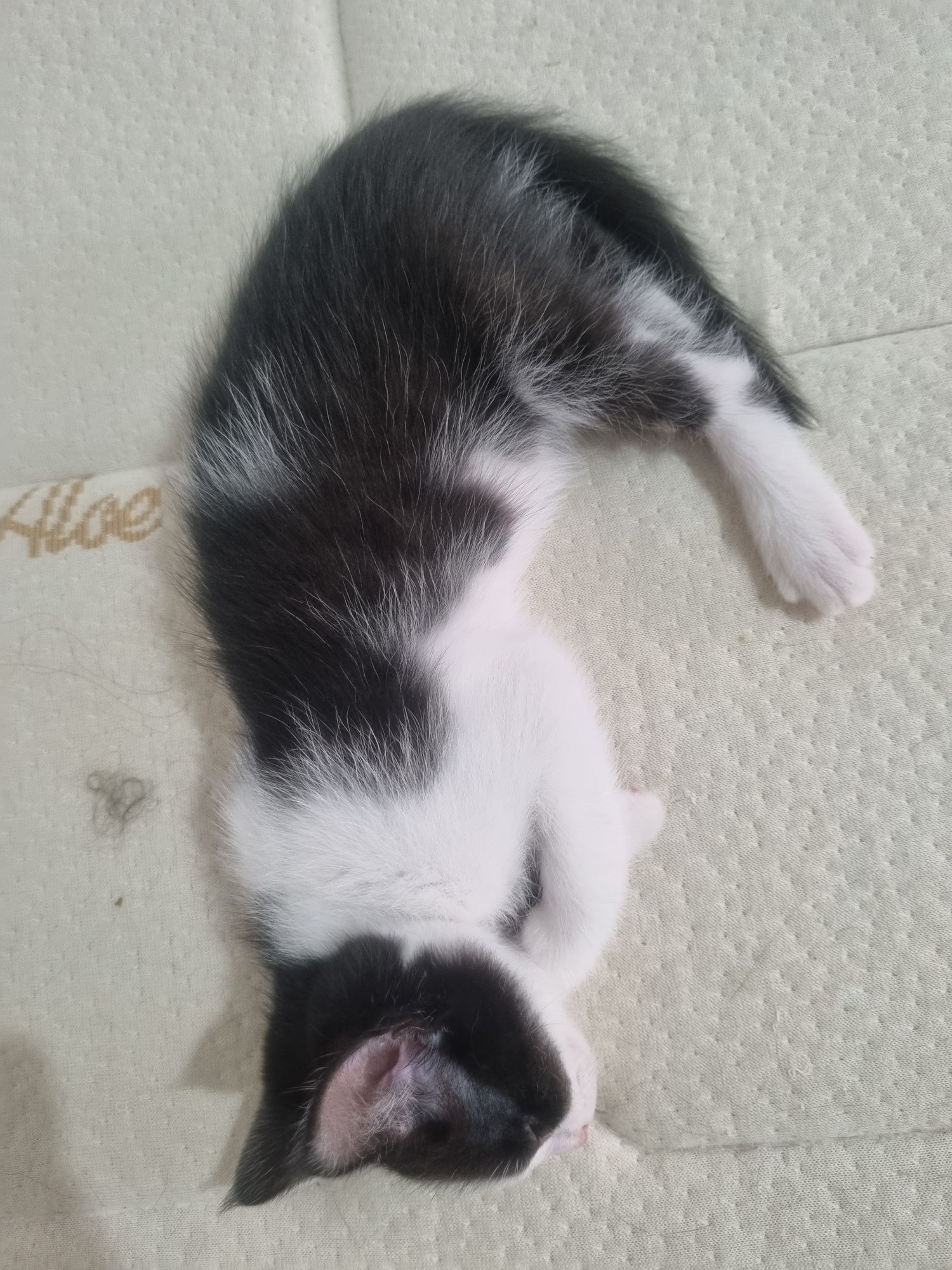Gatinha para adoção com deficiência ocular