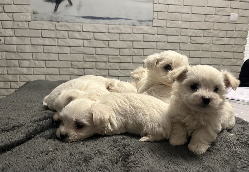 Maltanczyki maleńkie słodziaki