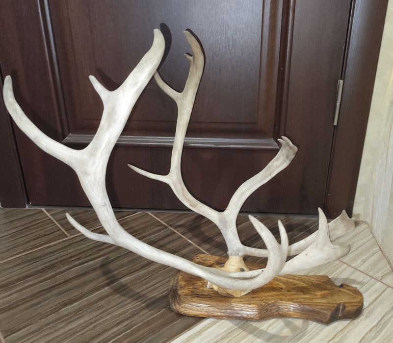 Настінні роги оленя