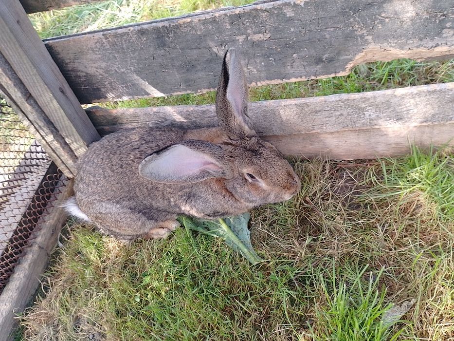 Продам кролі породи Велетень