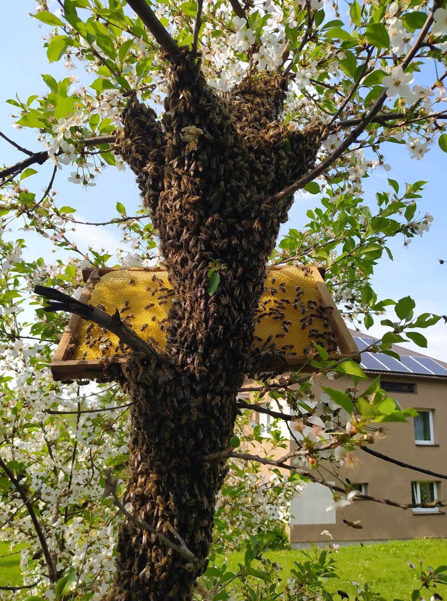 Wosk pszczeli 0,5kg 100% naturalny włąsna pasieka