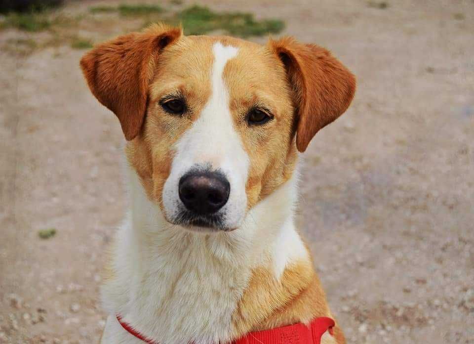 Simba - cão médio para adoção