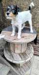 Parson Russell Terrier