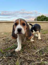 Beagle tricolor disponível