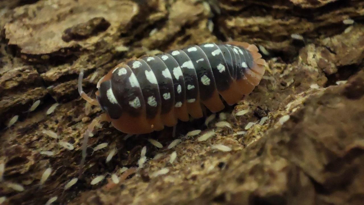 Мокриці Ізоподи Armadillidium werneri