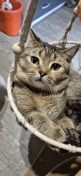 Плюшевые шотланднские котята