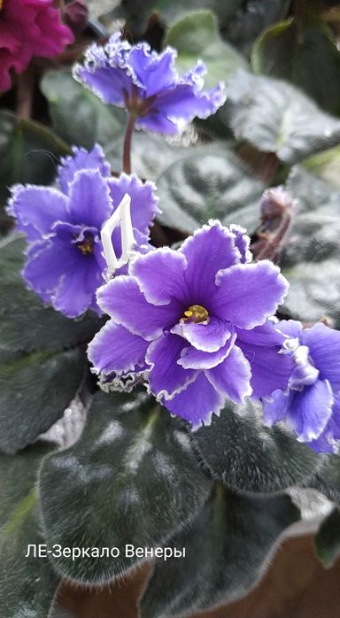 Фіалки  продаж обмін