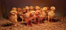 pintinhos rhode island red