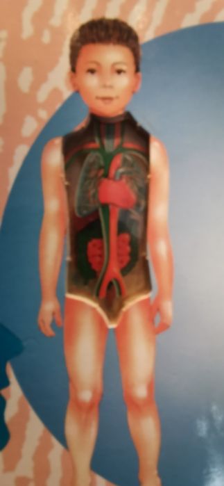 O meu primeiro livro do corpo humano