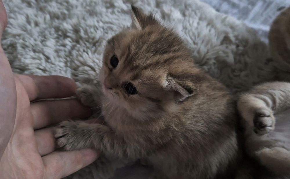 Котята шотландские вислоухие и прямоухие, девочки и мальчик