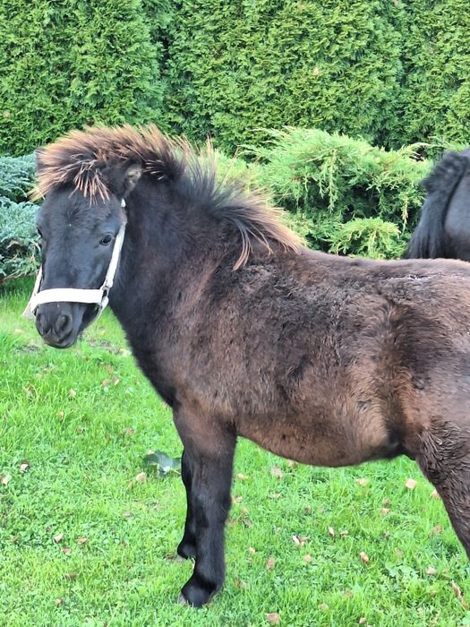 Kucyk ogierek młody
