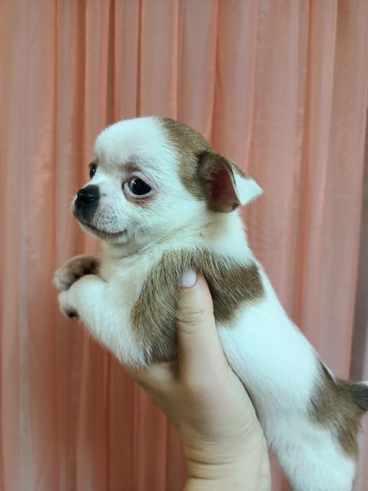 Продаж цуценят Чіхуахуа