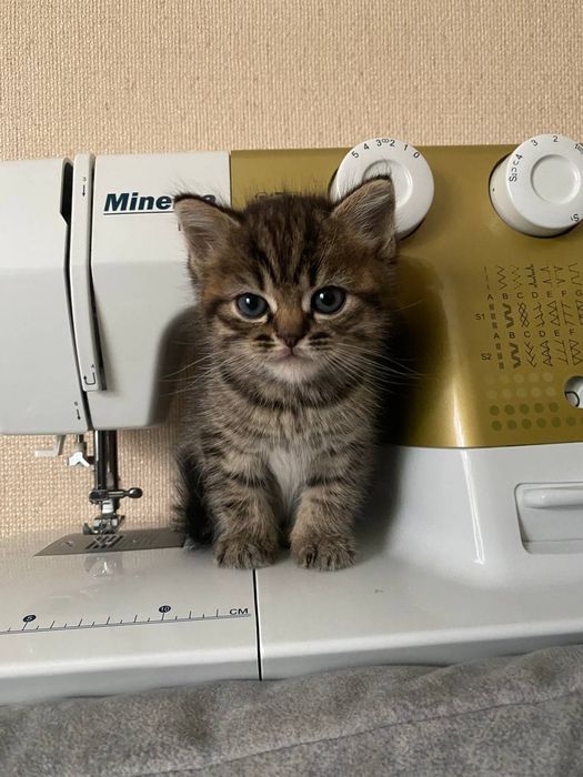 Кошенята в добрі руки