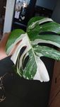 Monstera variegata kolekcjonerska ukorzeniona szczepka