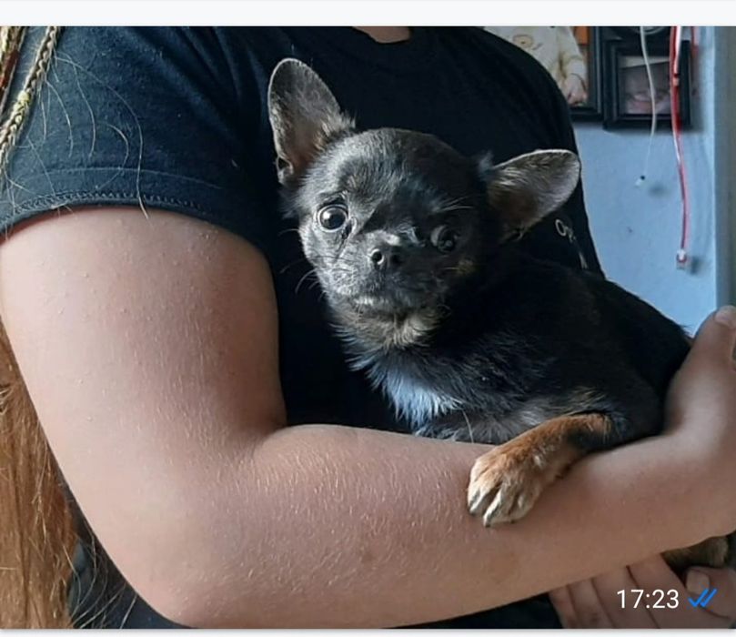 Чіхуа хуа маленькі цуцики.