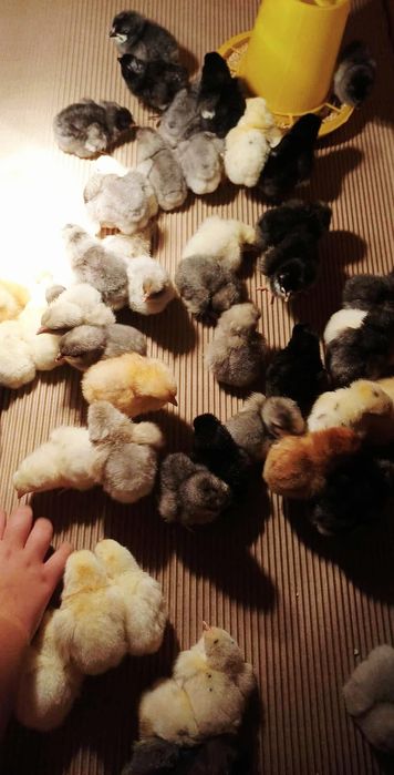 Kurczęta dominat i leghorn