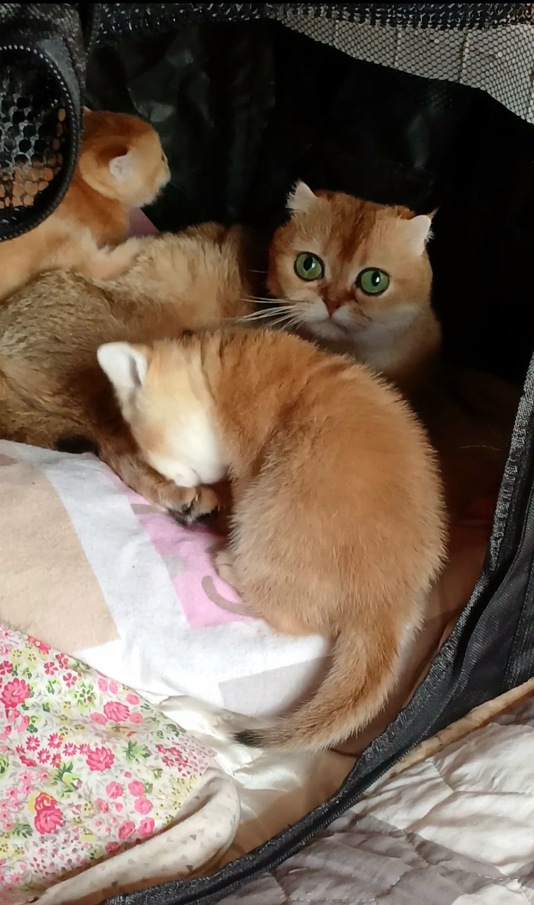 Кото-малеча золотих та сріблястих шиншилл