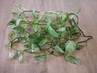 Epilremnum marble queen