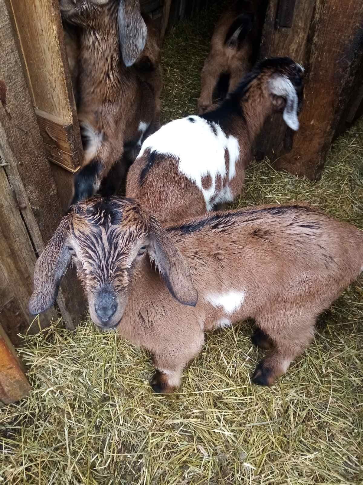 Продам нубійські козенятка