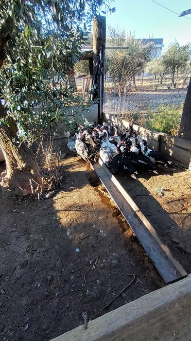 Patos criados no campo