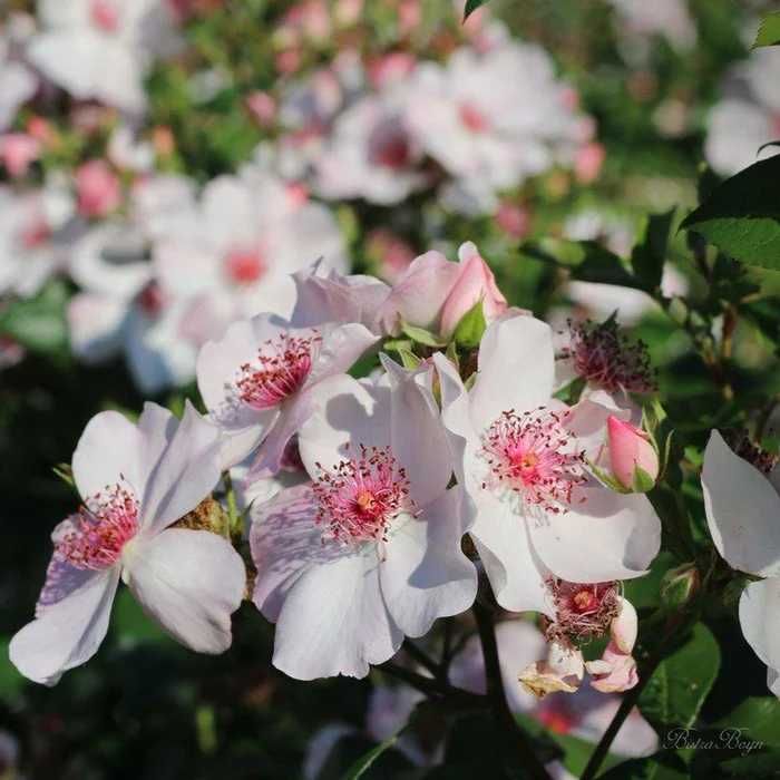 Саджанці троянди  "Астрономія" французької селекції— 85 грн