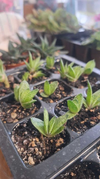 Sadzonki kaktusów, sukulentów, fiołków